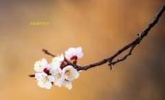 在這春暖花開的季節(jié)，歡迎你們加入知道網(wǎng)絡