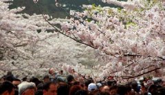 你見過空無一人的中山公園櫻花大道嗎？美！